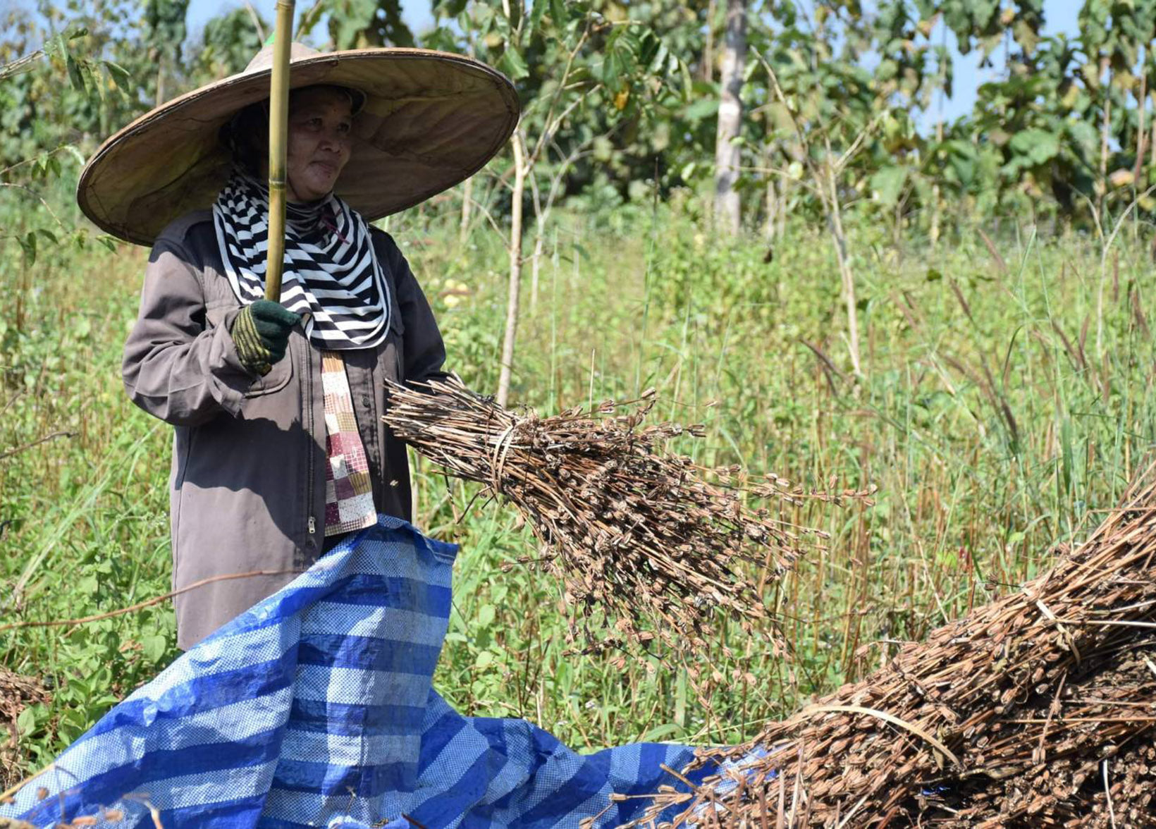 Sudtana sesame farmer