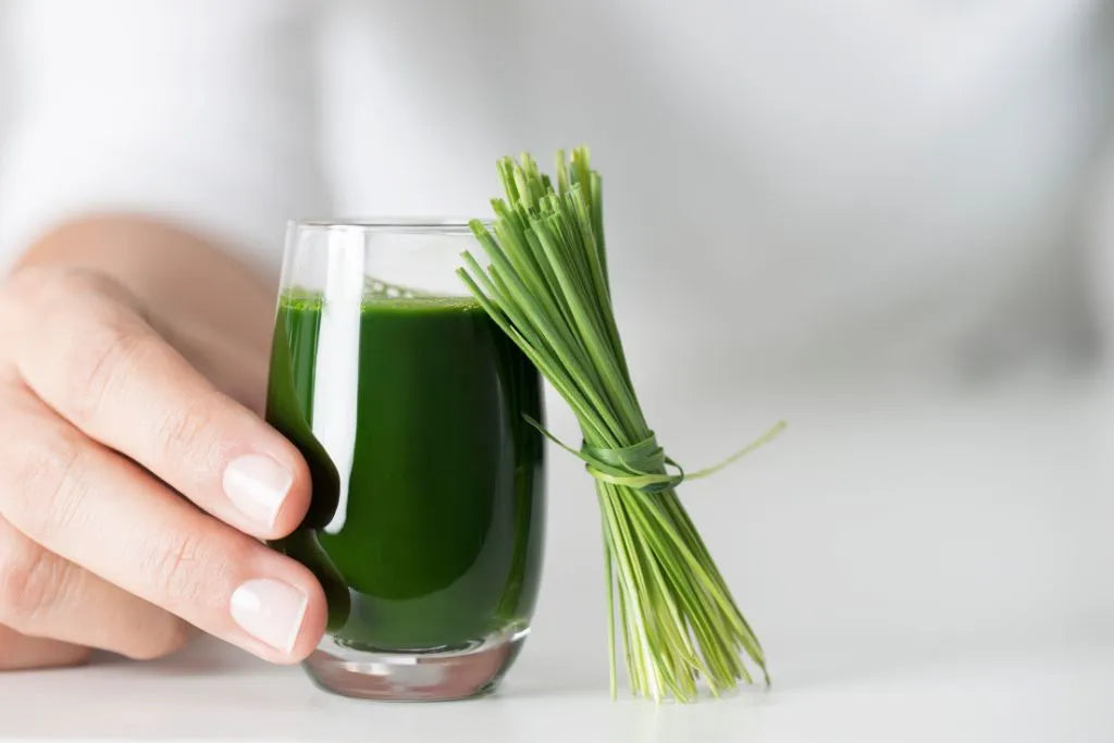 Top Benefits of Wheatgrass