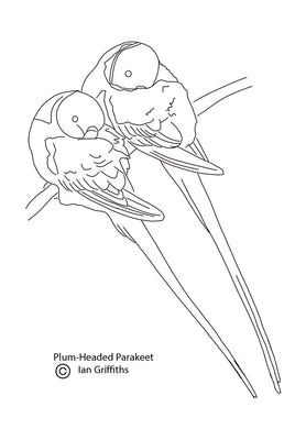 Free coloring page - Plum-headed Parakeets
