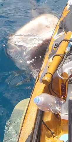 A tiger shark off the coast of Hawaii attacking a fishing kayak