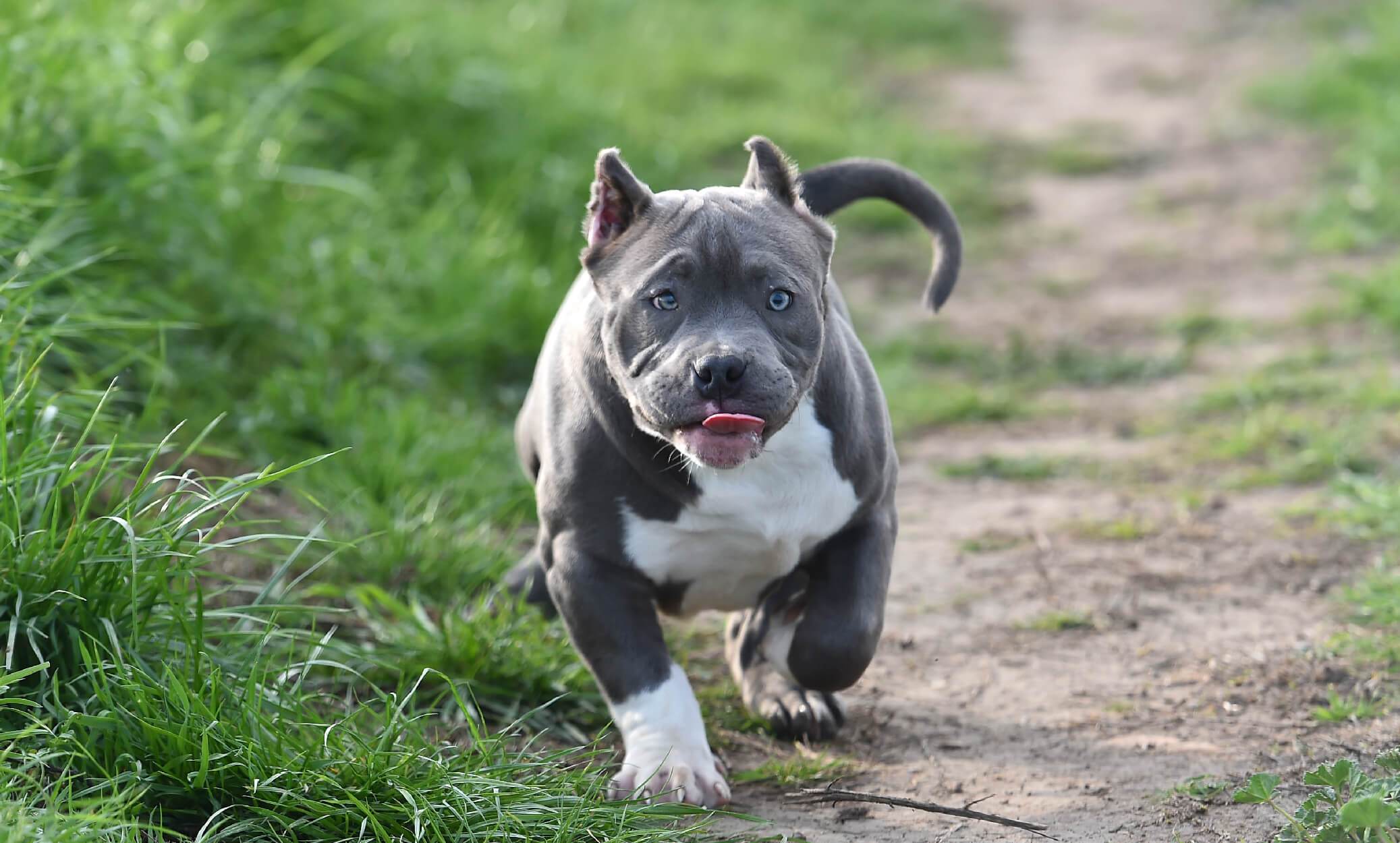 what is an american bully dog