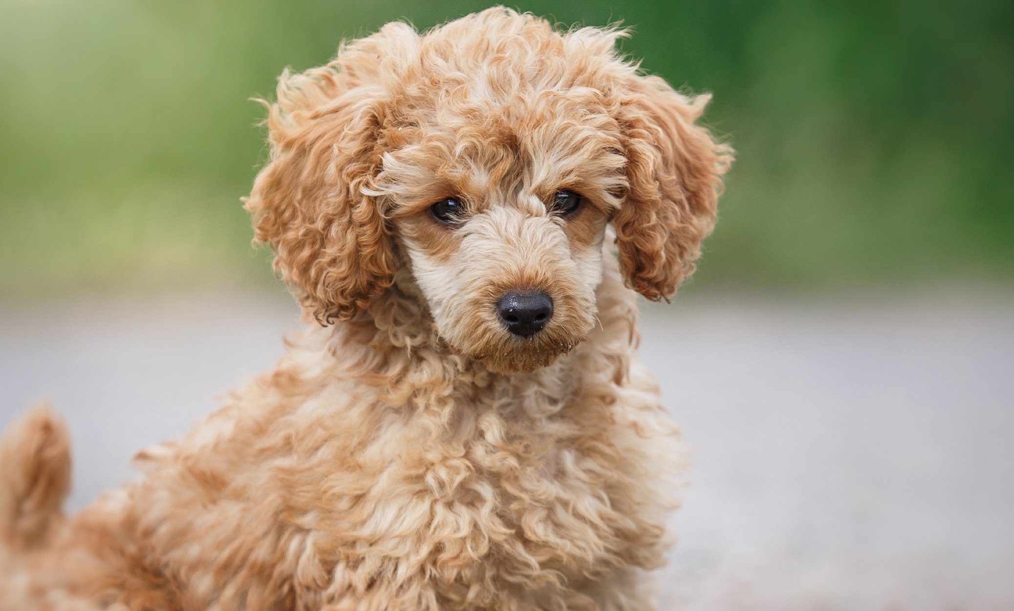 how much sleep do poodles need