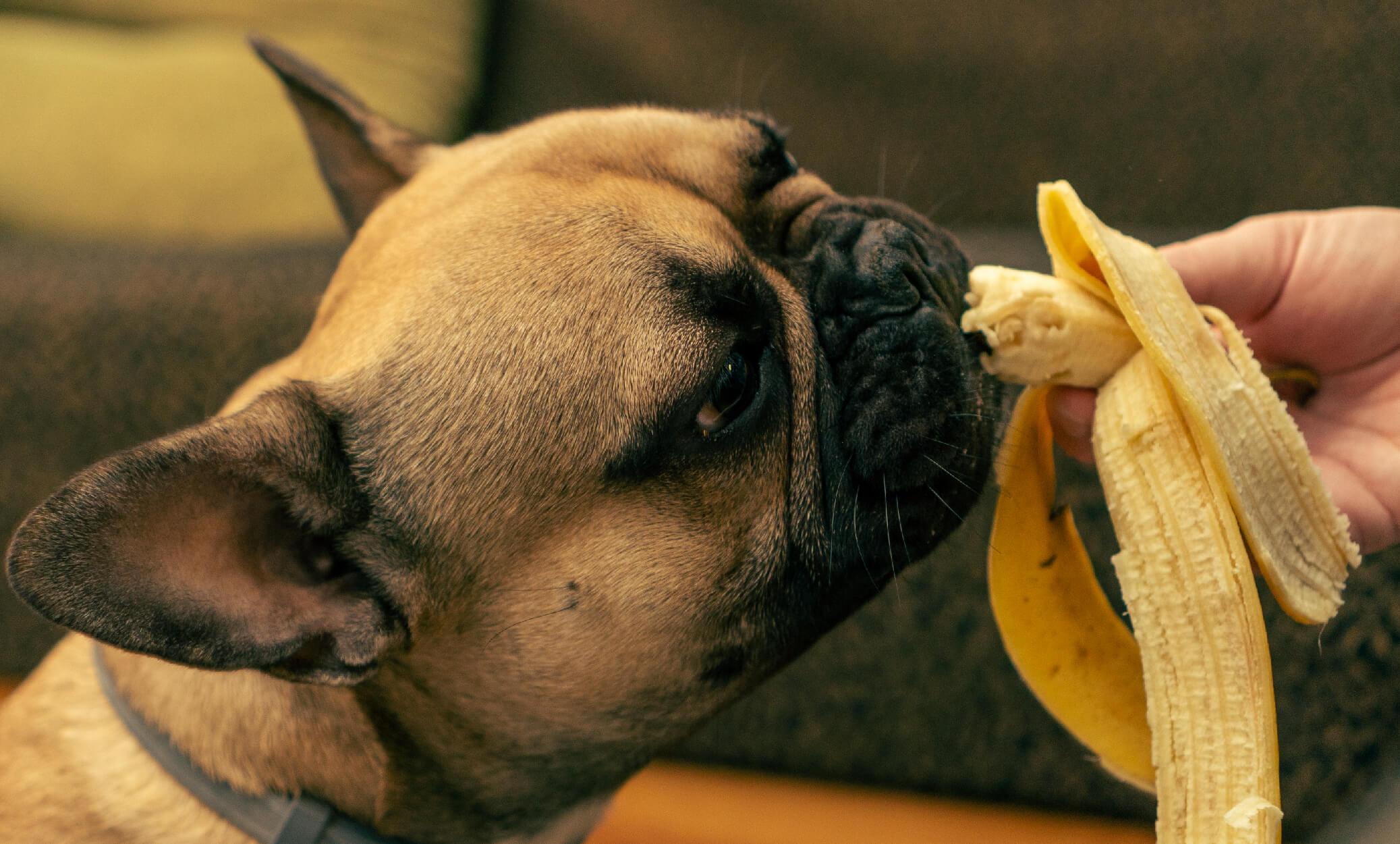 will a banana peel hurt a dog