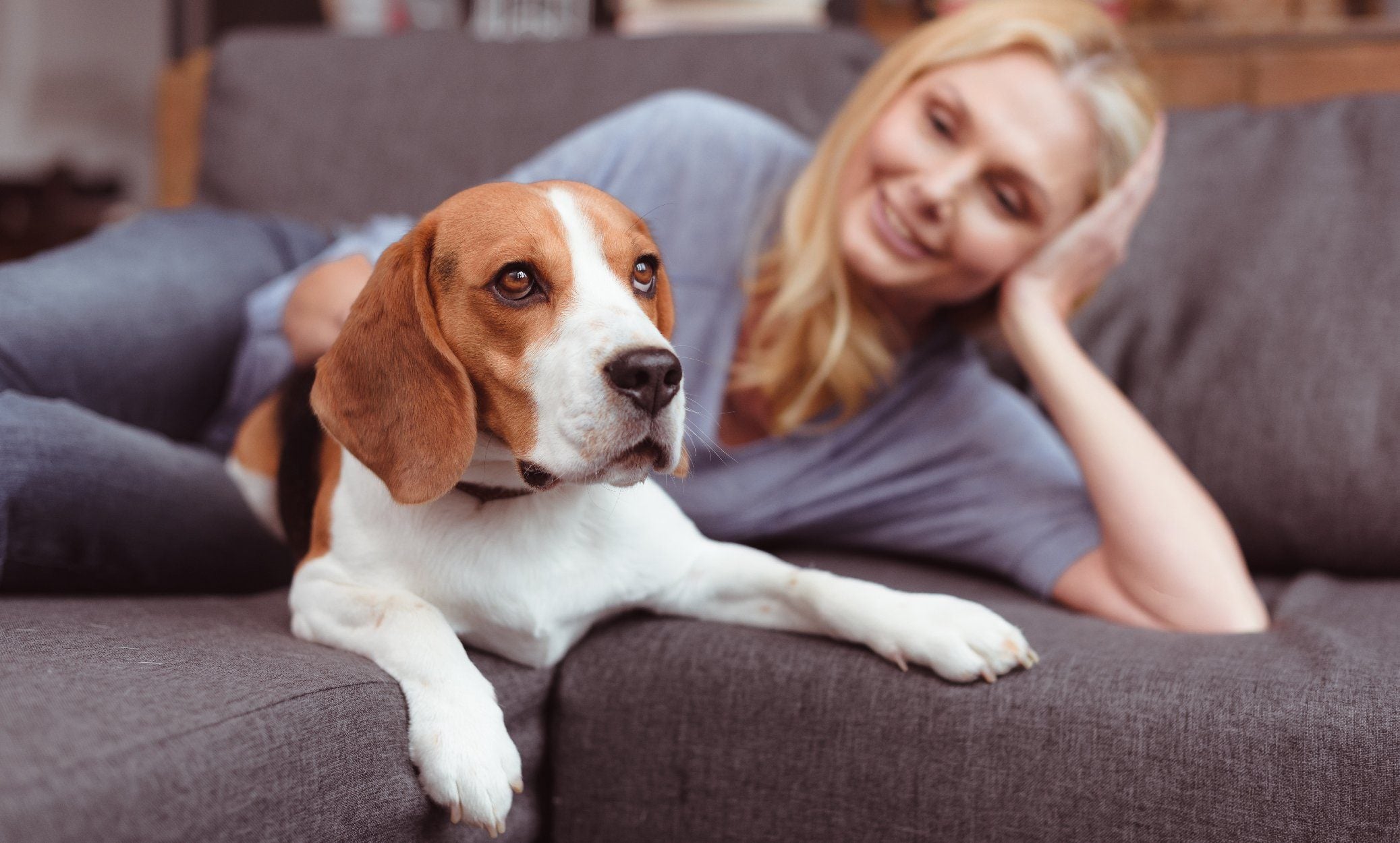 what do you feed an overweight dog