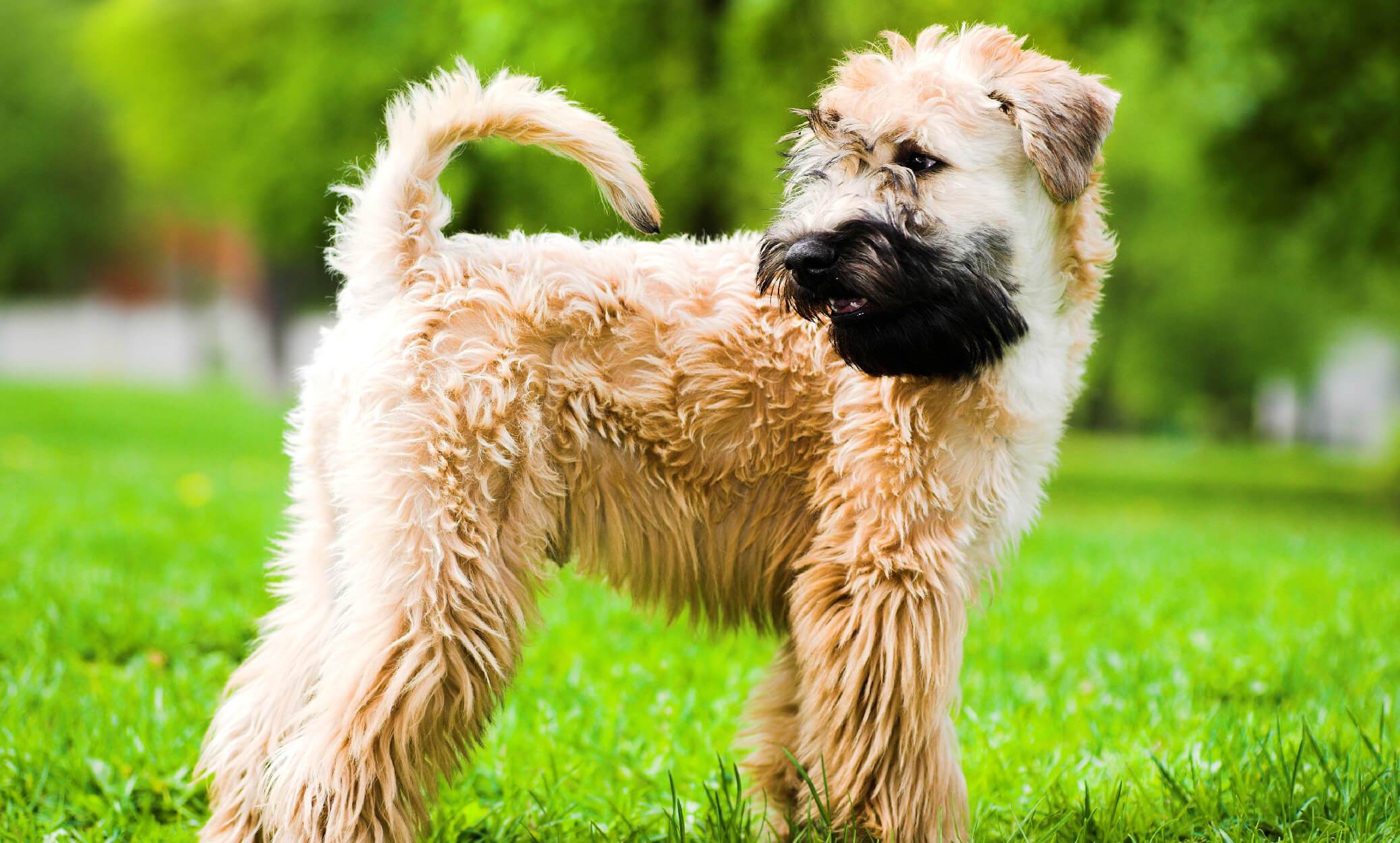 how much exercise does my wheaten terrier need