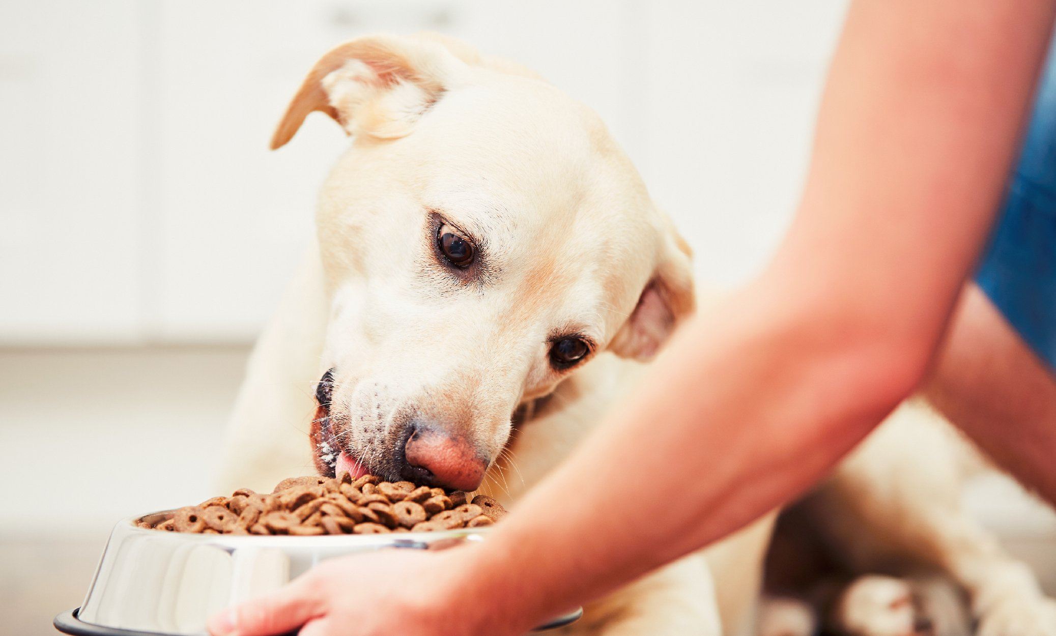 what is vet recommended dog food