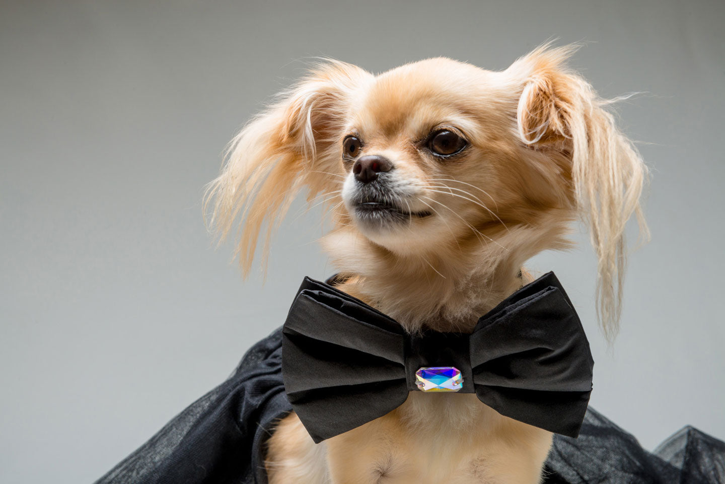 black dog bow tie