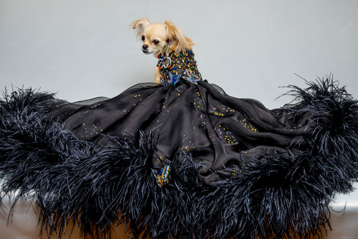 Canine Couture: The Most Luxurious Dresses Ever Made For Dogs – Marc Petite