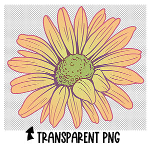 Transparent PNG of daisy clipart