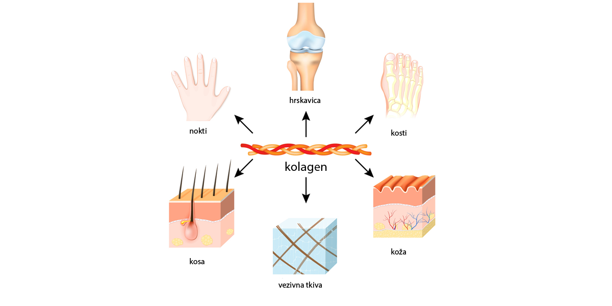 kolagen-djelovanje