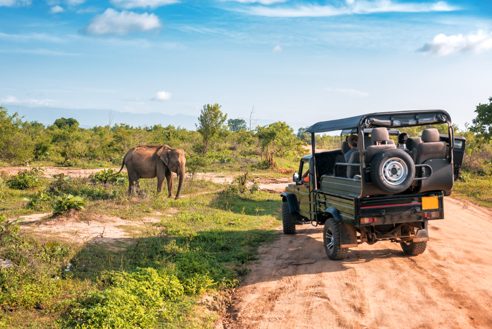 Assam, Inde Parc national de Kaziranga