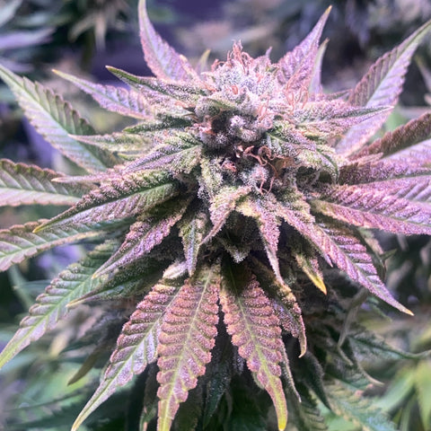 Virginia Cannabis Legalization - BackWoodz