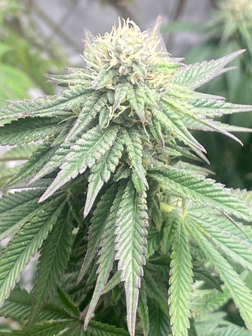 BackWoodz Cartel - Virginia Cannabis Legalization