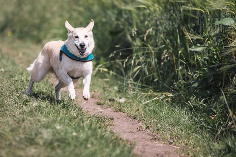alimentation naturelle chien