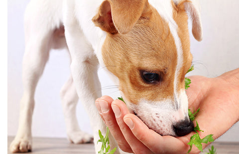 changement aliment chien