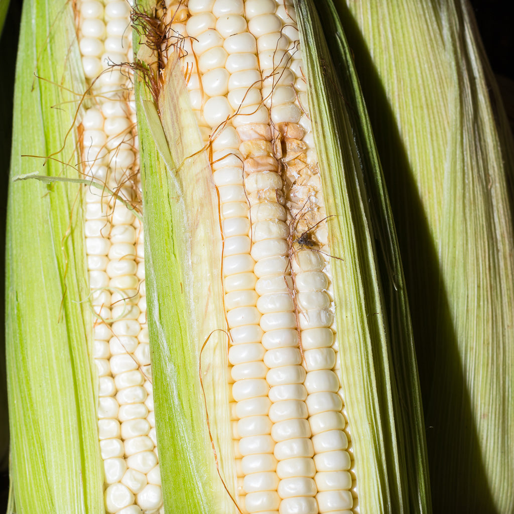 Elote por pieza — Click Abasto