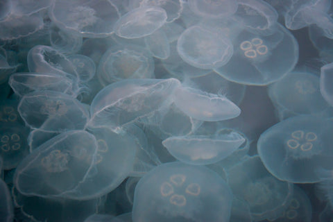 Jelly fish in Prince William Sound