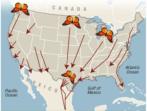 Where and when to see monarch butterfly migration in the US 2023/24