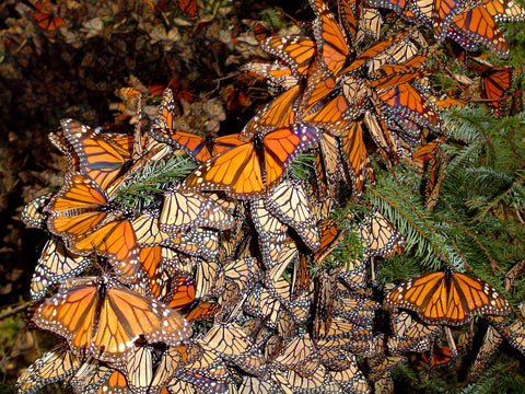 Monarch Butterfly Migration in 2023/24 when and where