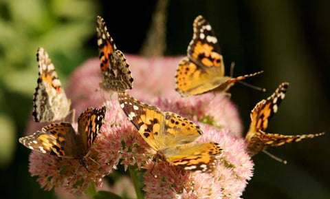 Painted lady butterfly migration in the USA 2023/24