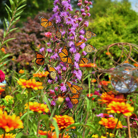 Guía de flores para atraer mariposas en todos los estados de EE. UU.