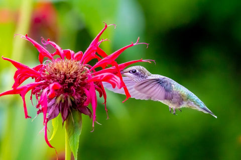 ¿Qué flores atraen a las mariposas?