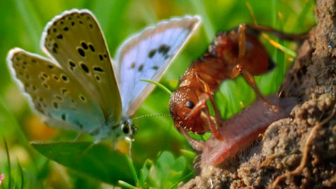 Relación hormiga mariposa