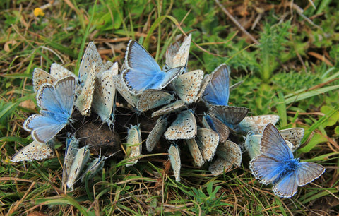 Charcos de mariposas desconcertantes