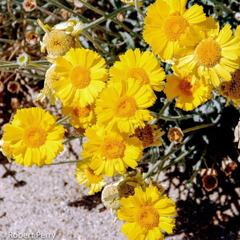 How to attract Butterflies in Texas?