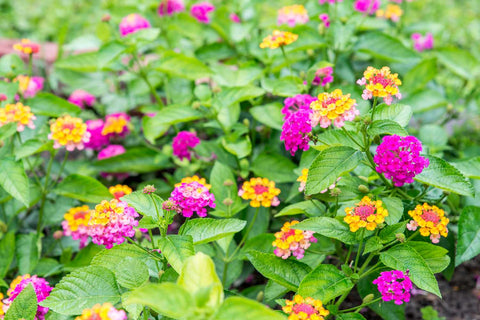 Lantana: flor perfecta para atraer mariposas