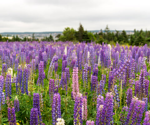 What flowers attract butterflies in California?