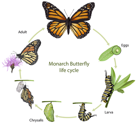Círculo de vida de la mariposa monarca
