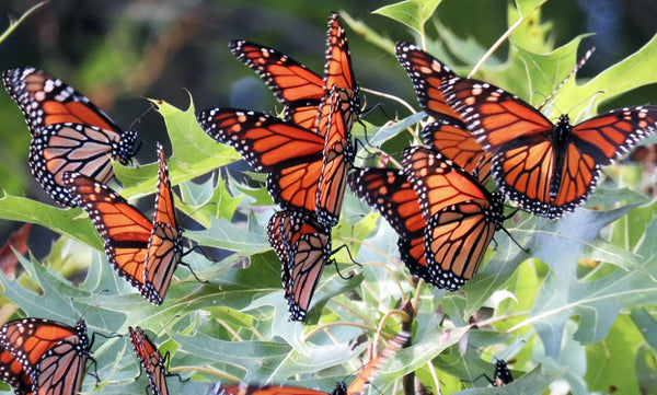 Extinción de la mariposa monarca y cambios ambientales