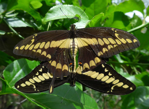 Everything about Swallowtail Butterflies 