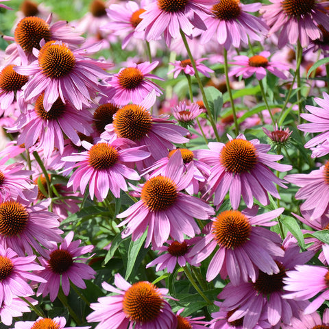 Coneflower morado perfecto para atraer mariposas