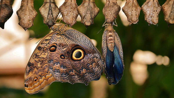 Transformación de Mariposa y su símbolo, Mariposa con ojos.