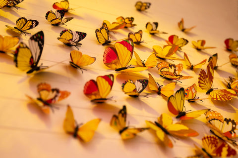 How long do butterflies live?