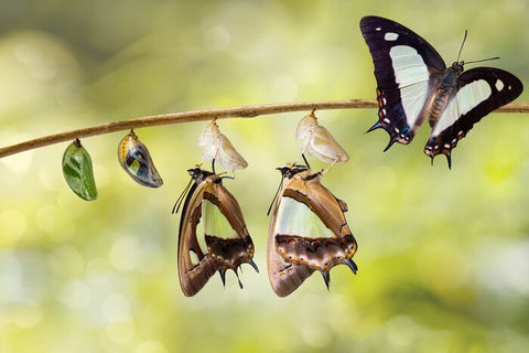 símbolo da transformação de borboleta