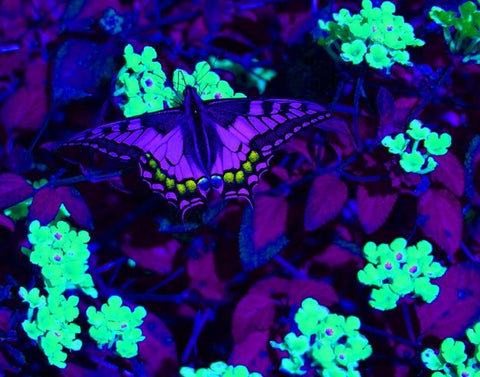 Butterfly uv vision