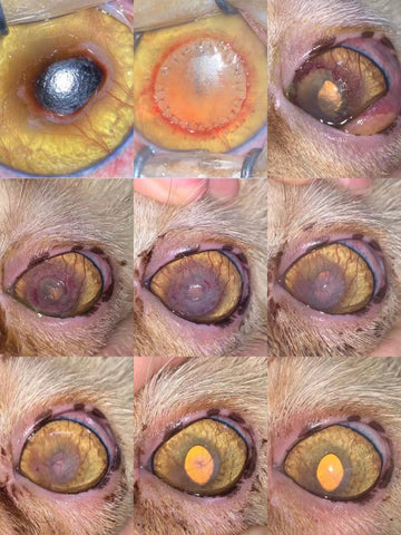 Esquema de cicatrización de queratoplastia lamelar en secuestro felino en 8 semanas