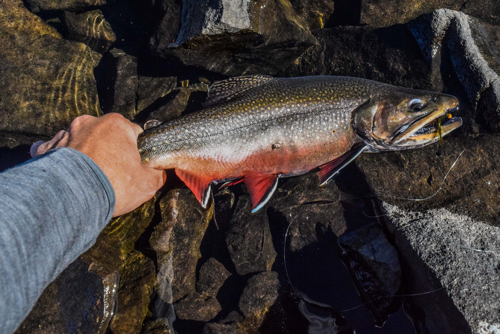 Montana Brook Trout