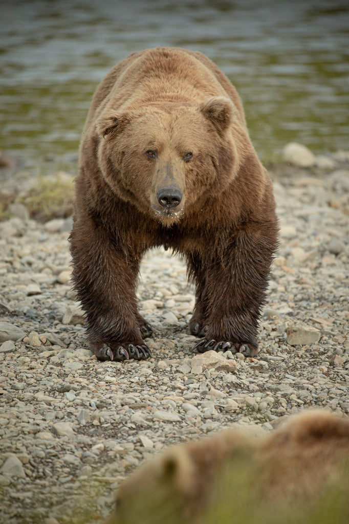 Alaska Brown Bear