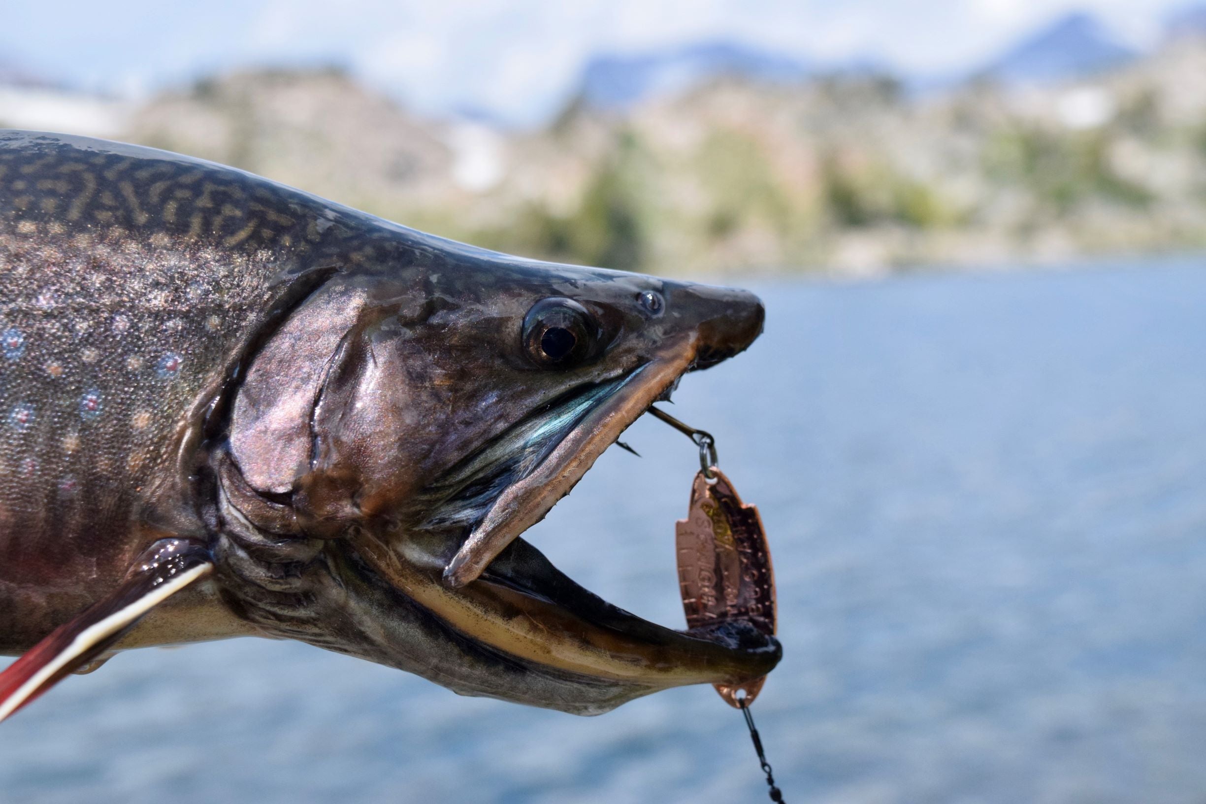 Trophy Brook Trout