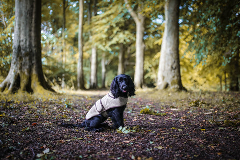 Hettie dog coat