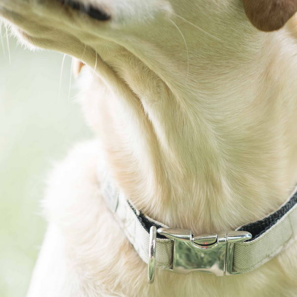 Dog Collar - Fern