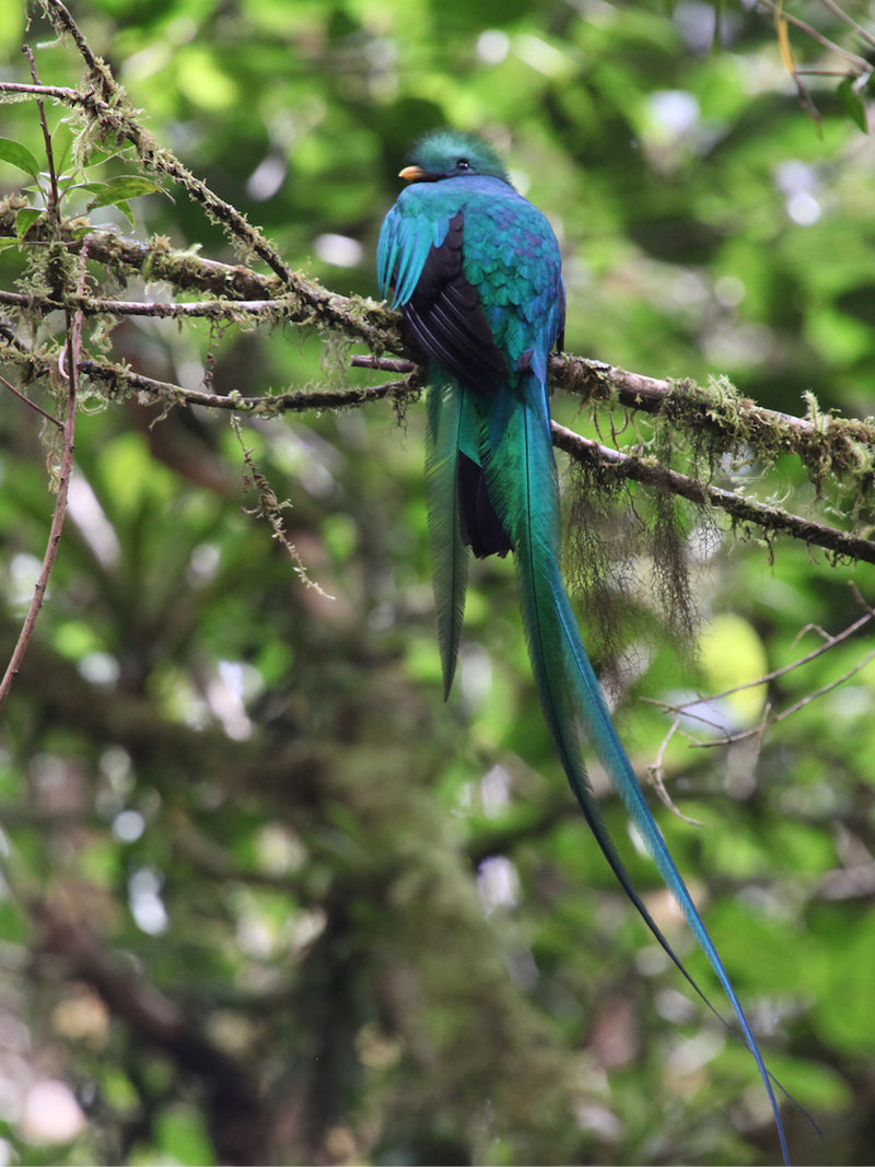 quetzal
