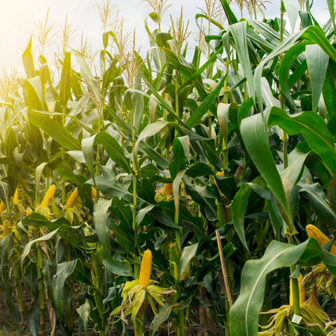 stalks of corn