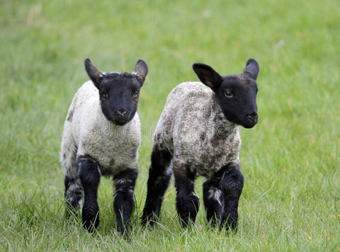 Black and White Lambs Standing in A Grass Field