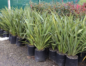 Phormium tenax - Harakeke flax – Feathers and Flora