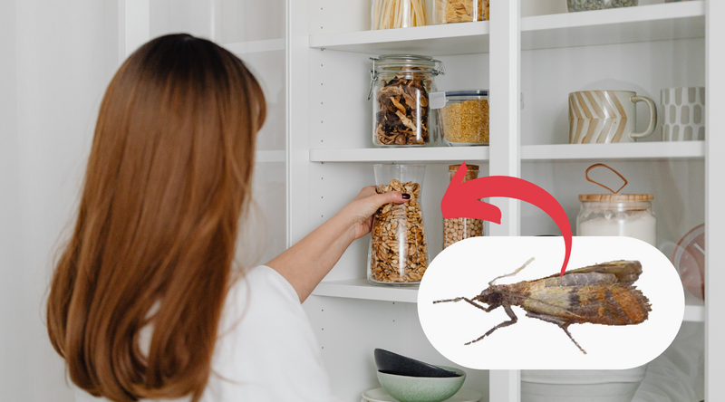Where Do Pantry Moths Come From – Pest Supply Canada